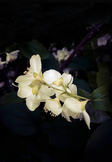 Print of Fine Art Floral Photography by Diana Editoiu