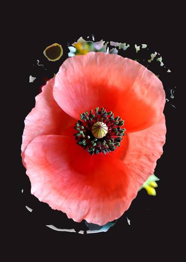 Original Minimalism Floral Photography by Diana Editoiu