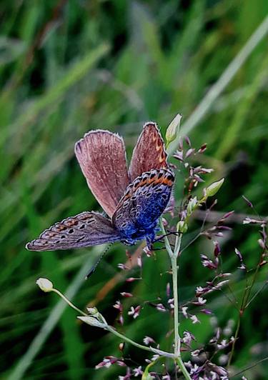 Blue butterfly - Limited Edition of 10 thumb