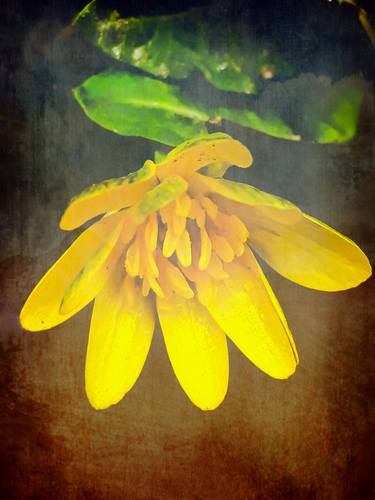 Yellow wildflower - Limited Edition of 10 thumb