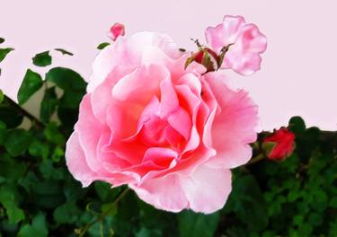 Pink roses - Limited Edition of 10 thumb