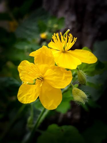 Two yellow flowers - Limited Edition of 25 thumb