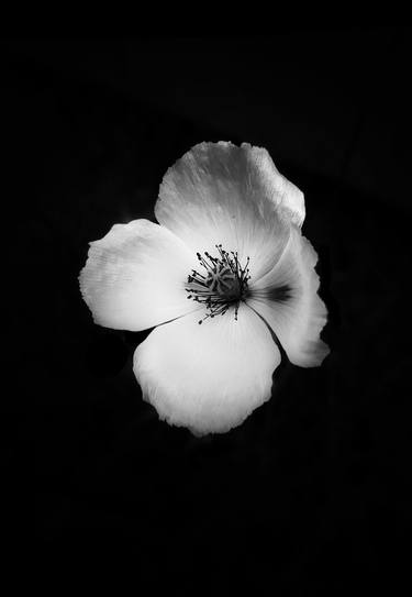 White Poppy - Limited Edition of 15 thumb