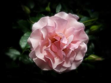 Original Realism Floral Photography by Diana Editoiu
