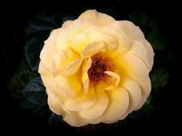 Golden rose - Limited Edition of 25 thumb