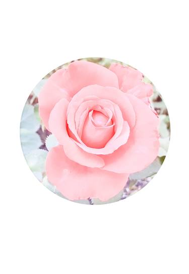 Faded rose - Limited Edition of 25 thumb