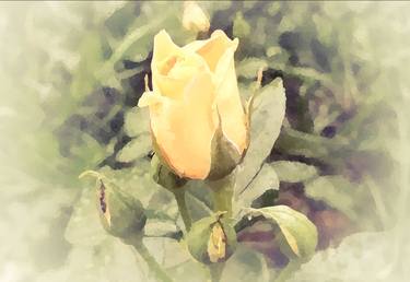 VIntage yellow rose flower bud - Limited Edition of 25 thumb