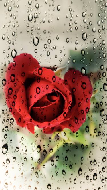 Red rose under the rain - Limited Edition of 25 thumb