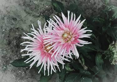 Two pink Chrysanthemums - Limited Edition of 25 thumb