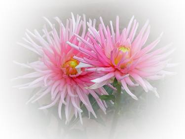 Pastel pink faded Chrysanthemums - Limited Edition of 25 thumb