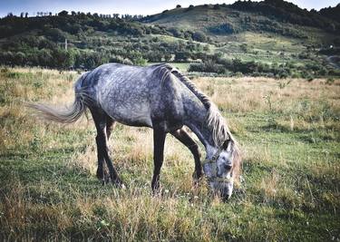 Pureblood Arabian horse pasture-study 2 - Limited Edition of 25 thumb