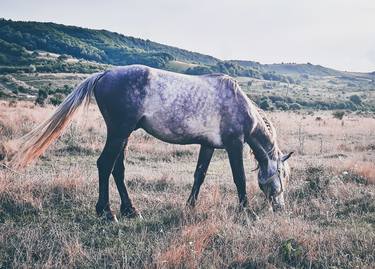 Pureblood Arabian horse pasture-study 3 - Limited Edition of 25 thumb