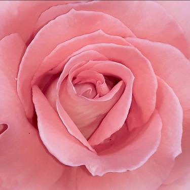 Powdered pink rose flower detail - Limited Edition of 25 thumb