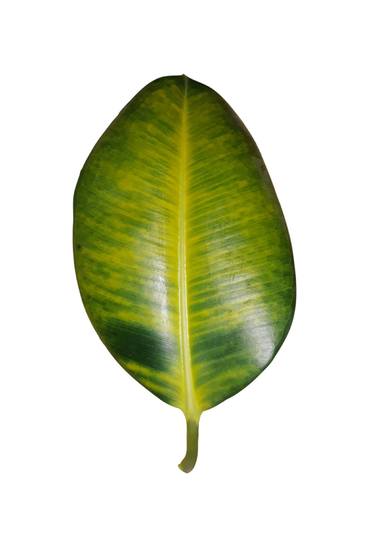 Ficus leaf - Limited Edition of 50 thumb