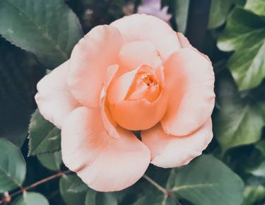 Bohemian vintage pink rose flower - Limited Edition of 30 thumb