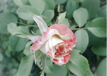 Faded pink rose bud in the garden - Limited Edition of 30 thumb