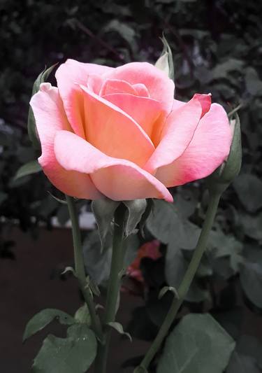 Vintage pink rose flower - Limited Edition of 30 thumb