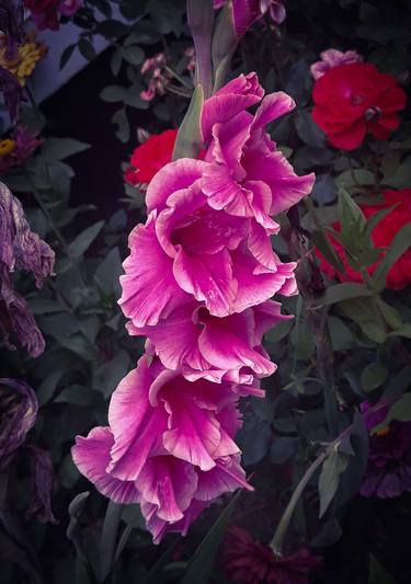 Pink gladiola garden - Limited Edition of 30 thumb