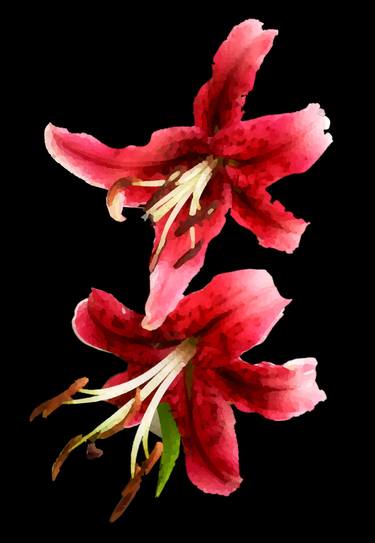 Two red Lilly flowers - Limited Edition of 30 thumb