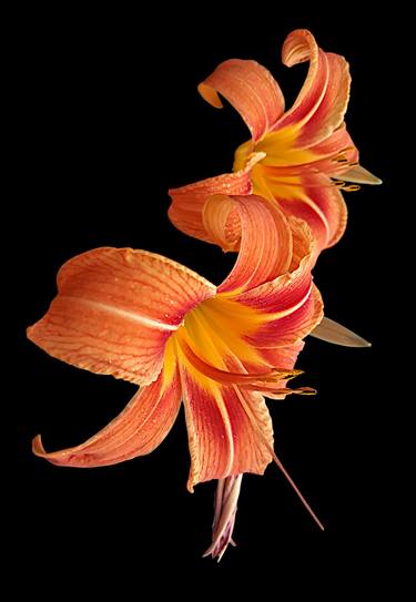Two orange Lilly flowers with raindrops - Limited Edition of 30 thumb