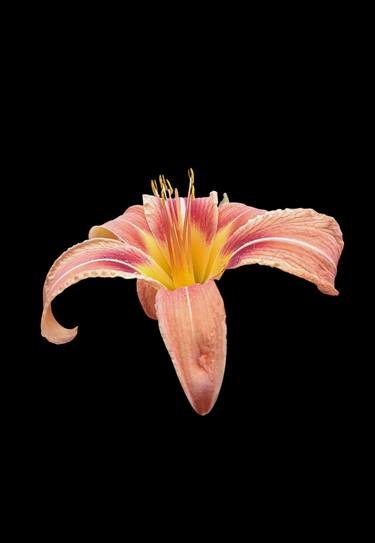 Single blooming Lilly flower - Limited Edition of 30 thumb