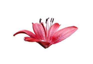 Single red Tiger Lilly flower - Limited Edition of 30 thumb
