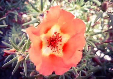 Single orange stone flower blossom - Limited Edition of 30 thumb