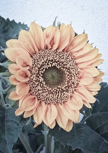 Retro orange sunflower garden detail - Limited Edition of 30 thumb
