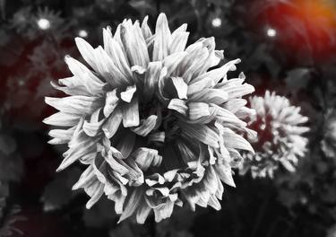 Monochromatic bokeh Chrysanthemums - Limited Edition of 30 thumb