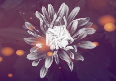 Monochromatic  Bokeh Chrysanthemum - Limited Edition of 30 thumb