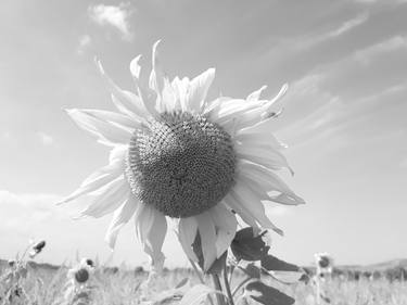 Sunflower field in black and white - Limited Edition of 10 thumb