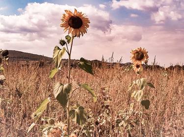 Print of Photorealism Floral Photography by Diana Editoiu