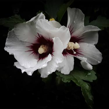 Two white Hibiscus flowers after the rain - Limited Edition of 15 thumb