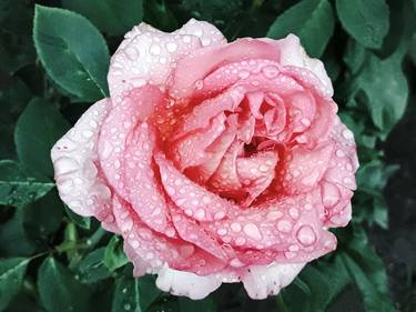 Pink rose blooming flower with heavy raindrops - Limited Edition of 10 thumb