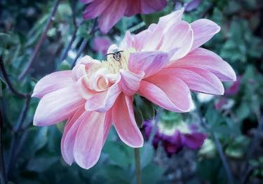 Pastel pink Dahlia flower with bee - Limited Edition of 10 thumb
