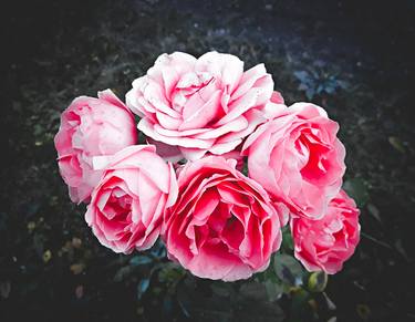 Print of Floral Photography by Diana Editoiu