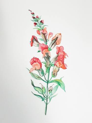 snapdragon flower painting