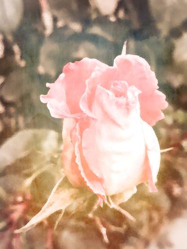 Vintage pink rose bud in a retro movie garden - Limited Edition of 5 thumb
