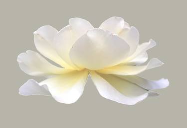 White lotus rose - Limited Edition of 10 thumb