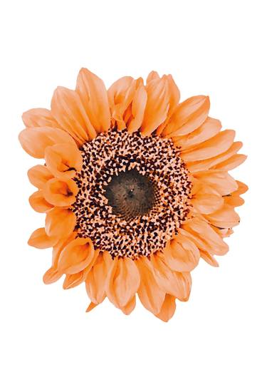 Minimalistic orange sunflower - Limited Edition of 10 thumb