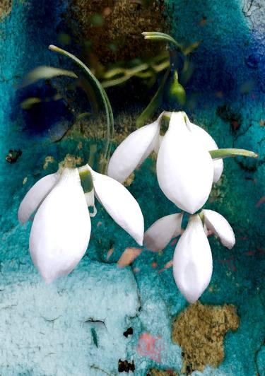 Snowdrops in the emerald blue garden - Limited Edition of 10 thumb
