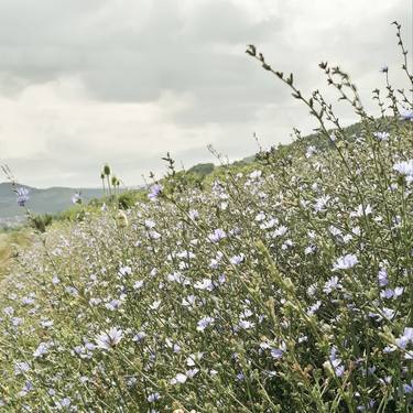 Retro summer Chicory field - Limited Edition of 10 thumb
