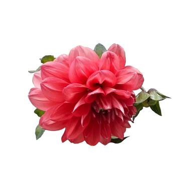 Red Dahlia - Limited Edition of 10 thumb