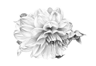 Monochromatic silver Dahlia flower - Limited Edition of 10 thumb