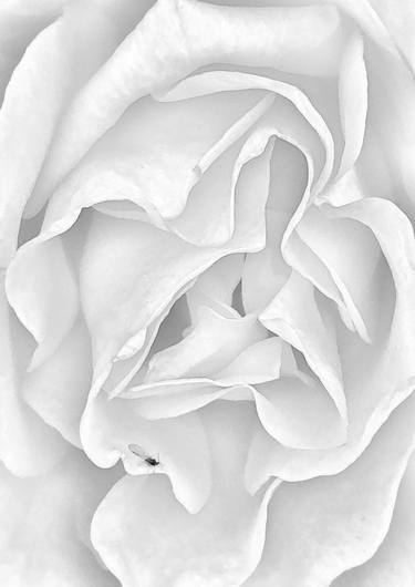 Print of Photorealism Floral Photography by Diana Editoiu