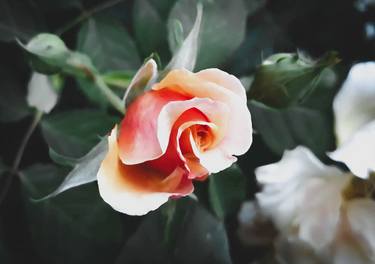 Retro pastel orange rose blossom - Limited Edition of 10 thumb