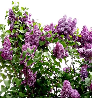 Garden Lilac tree blossoms - Limited Edition of 10 thumb