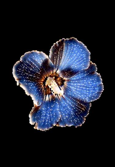 Anime stardust cosmic blue Hibiscus flower - Limited Edition of 10 thumb