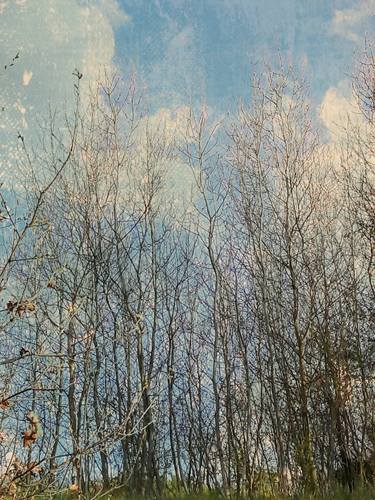 Thin young birches in early spring - Limited Edition of 10 thumb