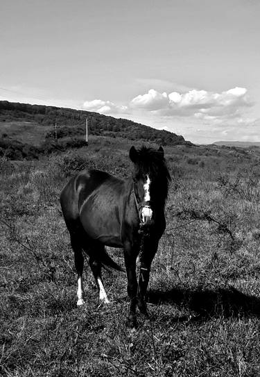 Monochrome black horse on the field in summertime - Limited Edition of 10 thumb